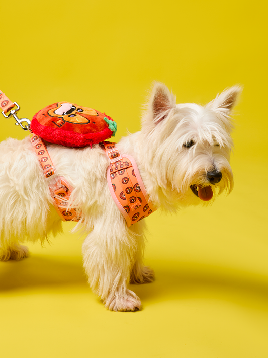 Ripe Tomato Dog Harness and Leash Bundle – Vibrant, Durable, and Comfortable